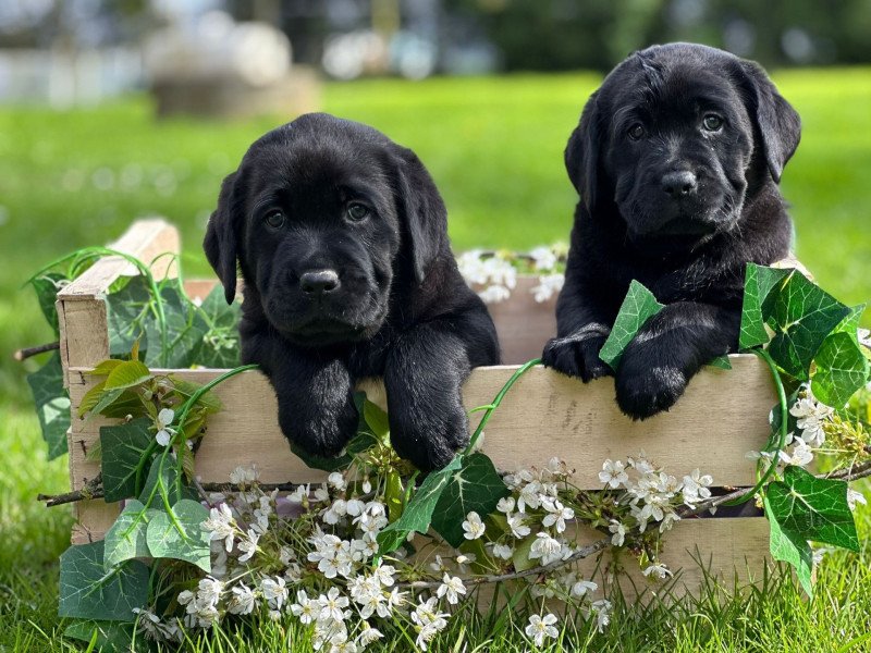 chiot (Portée Tallinn ❤ George 2026) - Femelle noire du Fond de la Noye Femelle Retriever du Labrador