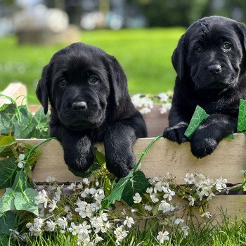 chiot Retriever du Labrador noire élevage du Fond de la Noye