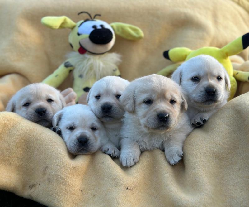 chiot (Portée Catrina ❤ Ravel 2026) - Mâle sable du Fond de la Noye Mâle Retriever du Labrador