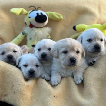 chiot Retriever du Labrador sable élevage du Fond de la Noye