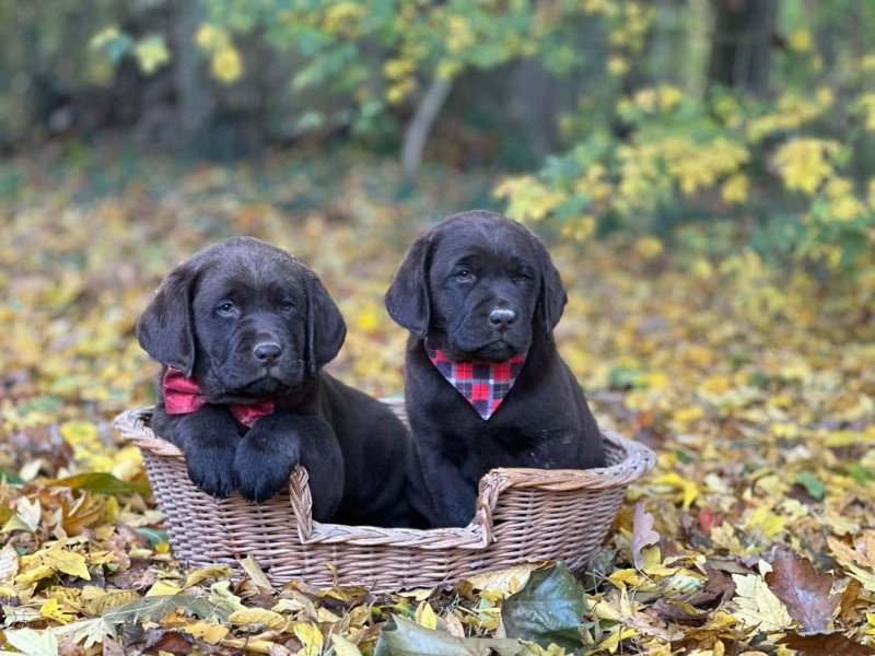 chiot (Portée Rutabaga ❤ Winston 2026) - Femelle chocolat du Fond de la Noye Femelle Retriever du Labrador