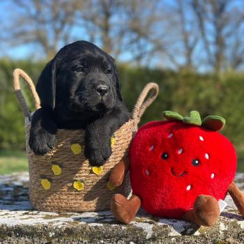 chiot Retriever du Labrador noire élevage du Fond de la Noye