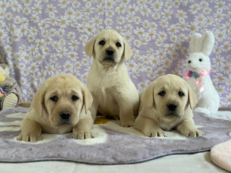 chiot (Portée Charlotte ❤ Ronnie 2026) - Mâle sable du Fond de la Noye Mâle Retriever du Labrador