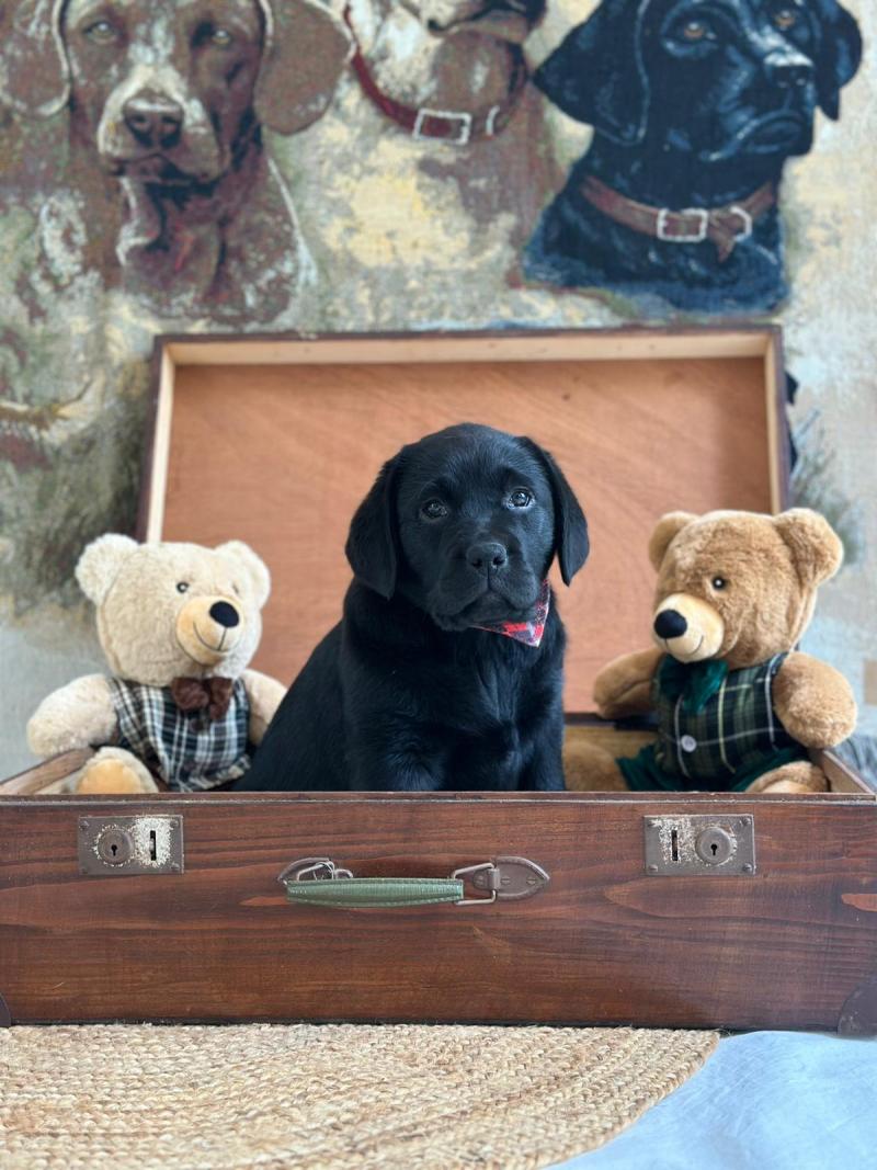 chiot (Portée Charlotte ❤ Ronnie 2026) - Mâle noir du Fond de la Noye Mâle Retriever du Labrador