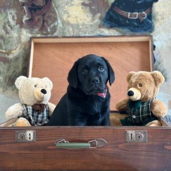 chiot Retriever du Labrador noir élevage du Fond de la Noye