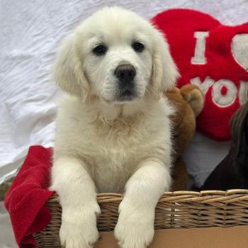 chiot Golden retriever sable élevage du Fond de la Noye