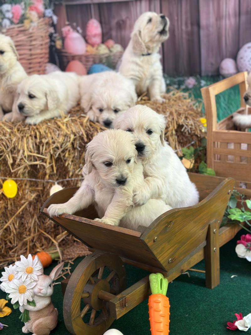 chiot (Portée Rusty ❤ Sailor 2026) - Mâle sable du Fond de la Noye Mâle Golden retriever