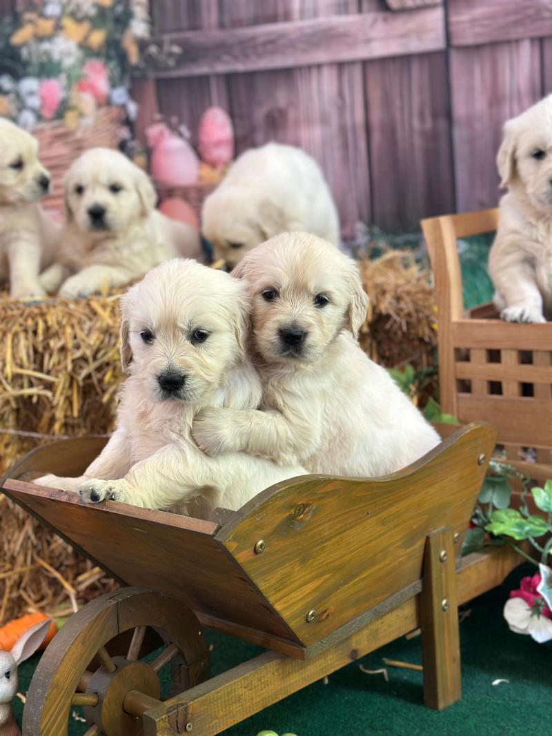 chiot (Portée Rusty ❤ Sailor 2026) - Mâle sable du Fond de la Noye Mâle Golden retriever