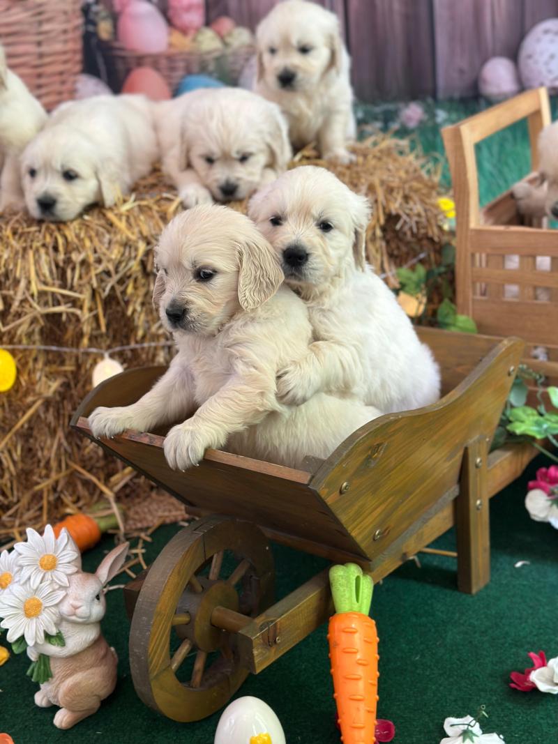 chiot (Portée S'Quisse ❤ Bismark 2026) - Femelle sable du Fond de la Noye Femelle Golden retriever