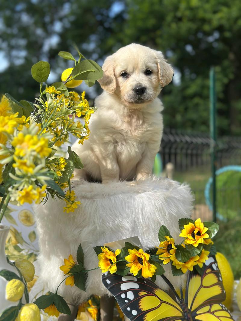 chiot (Portée Terre-Adélie ❤ Bismark) - Mâle sable du Fond de la Noye Mâle Golden retriever