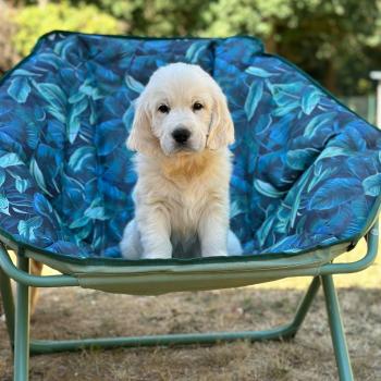 chiot Golden retriever sable chiot (Portée Terre-Adélie ❤ Bismark) - Mâle sable élevage du Fond de la Noye