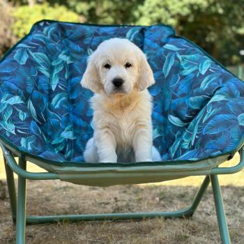 chiot Golden retriever sable chiot (Portée Terre-Adélie ❤ Bismark) - Mâle sable élevage du Fond de la Noye