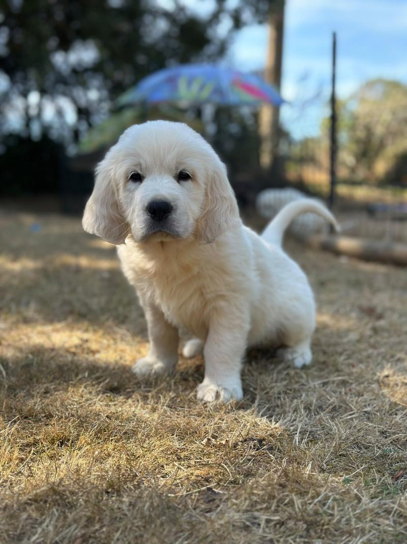 Bounty du Fond de la Noye Mâle Golden retriever