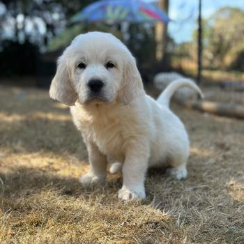 chiot Golden retriever sable chiot (Portée Terre-Adélie ❤ Bismark) - Mâle sable élevage du Fond de la Noye