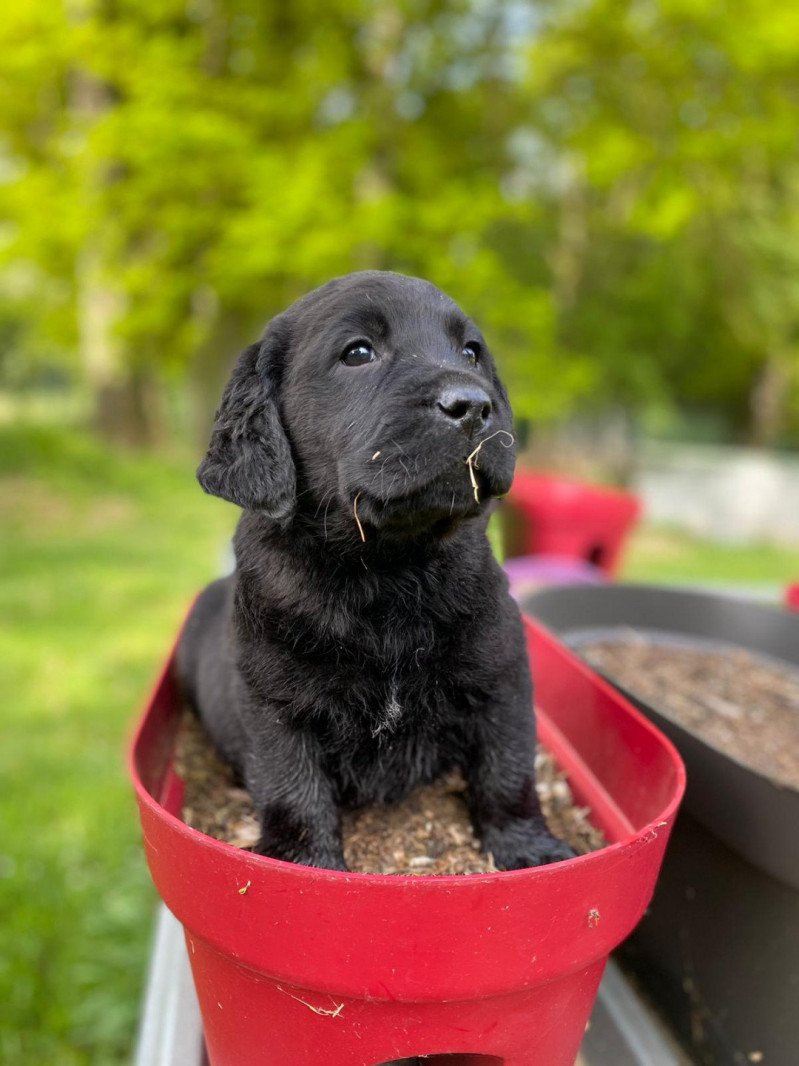 Tchekhov du Fond de la Noye Mâle Retriever du Labrador