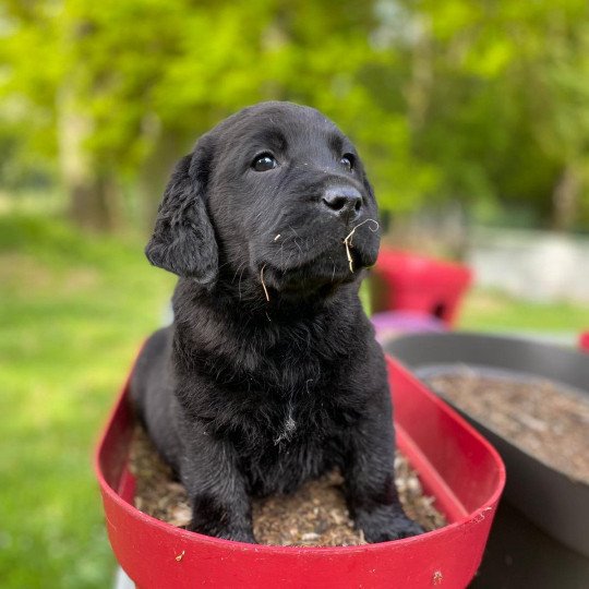 Tchekhov du Fond de la Noye Mâle Retriever du Labrador