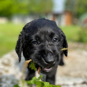 chiot Retriever du Labrador noir élevage du Fond de la Noye chiot Retriever du Labrador noir élevage du Fond de la Noye