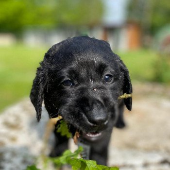 chiot Retriever du Labrador noir élevage du Fond de la Noye