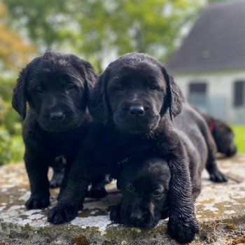 chiot Retriever du Labrador noir élevage du Fond de la Noye