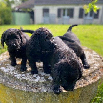 chiot Retriever du Labrador noir élevage du Fond de la Noye