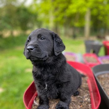 chiot Retriever du Labrador noir élevage du Fond de la Noye