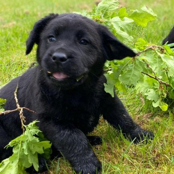 chiot Retriever du Labrador noir élevage du Fond de la Noye