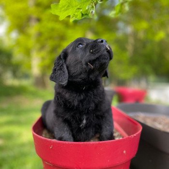 chiot Retriever du Labrador noir élevage du Fond de la Noye