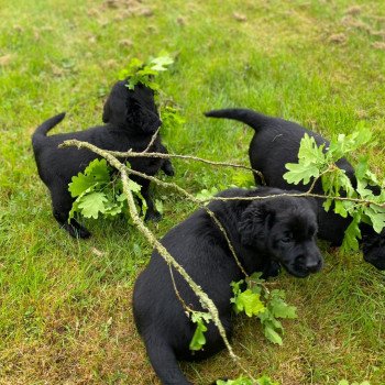 chiot Retriever du Labrador noir élevage du Fond de la Noye