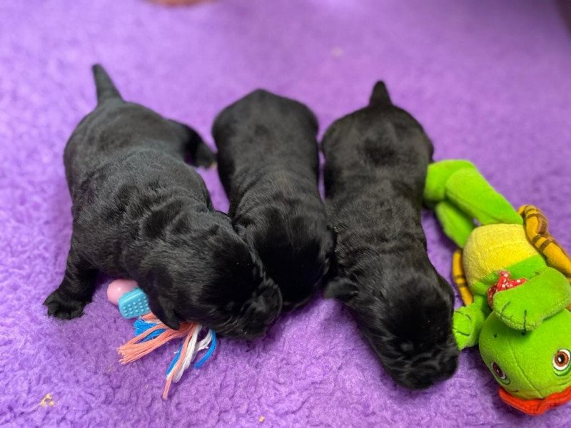 T'Réglisse du Fond de la Noye Mâle Retriever du Labrador