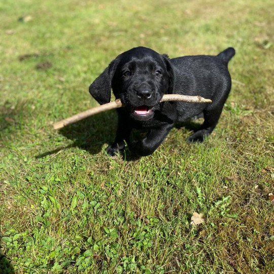 Thio du Fond de la Noye Mâle Retriever du Labrador