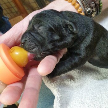 chiot Retriever du Labrador Noire élevage du Fond de la Noye