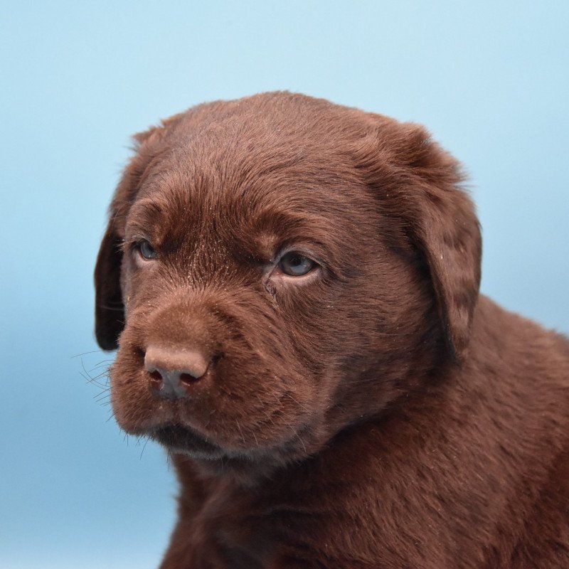 Ted du Fond de la Noye Mâle Retriever du Labrador