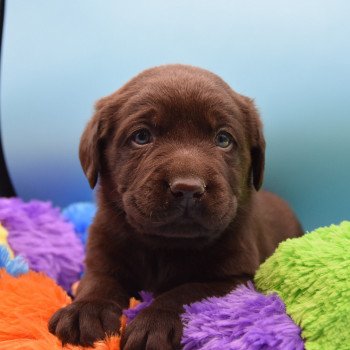 chiot Retriever du Labrador chocolat élevage du Fond de la Noye