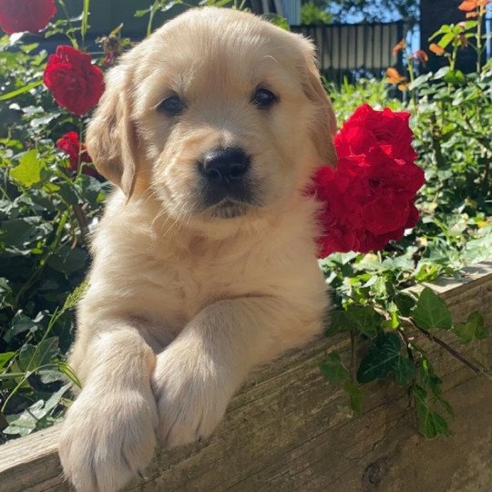 Taïko du Fond de la Noye Mâle Golden retriever