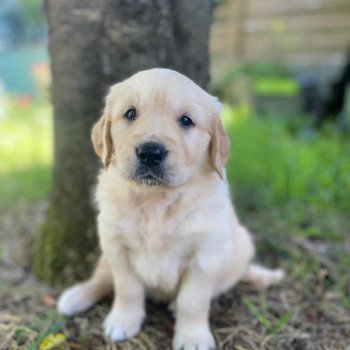 chiot Golden retriever fauve clair 3e chiot (Portée Mazia ❤ Roméo 2022) - Mâle fauve clair élevage du Fond de la Noye