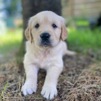 chiot Golden retriever fauve clair 3e chiot (Portée Mazia ❤ Roméo 2022) - Mâle fauve clair élevage du Fond de la Noye chiot Golden retriever fauve clair 3e chiot (Portée Mazia ❤ Roméo 2022) - Mâle fauve clair élevage du Fond de la Noye