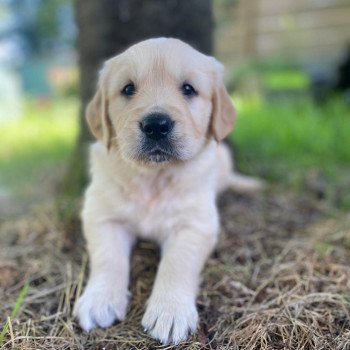 chiot Golden retriever fauve clair 3e chiot (Portée Mazia ❤ Roméo 2022) - Mâle fauve clair élevage du Fond de la Noye