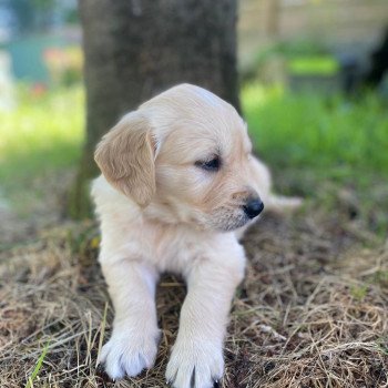 chiot Golden retriever fauve clair 3e chiot (Portée Mazia ❤ Roméo 2022) - Mâle fauve clair élevage du Fond de la Noye