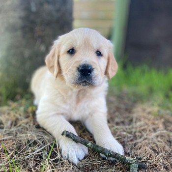 chiot Golden retriever fauve clair 3e chiot (Portée Mazia ❤ Roméo 2022) - Mâle fauve clair élevage du Fond de la Noye