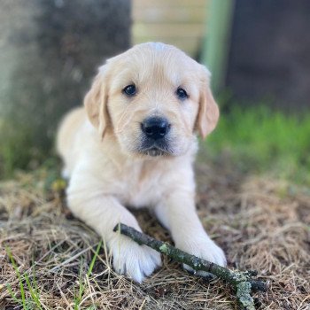 chiot Golden retriever fauve clair 3e chiot (Portée Mazia ❤ Roméo 2022) - Mâle fauve clair élevage du Fond de la Noye