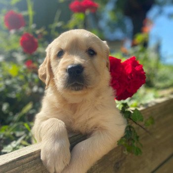 chiot Golden retriever fauve clair 3e chiot (Portée Mazia ❤ Roméo 2022) - Mâle fauve clair élevage du Fond de la Noye