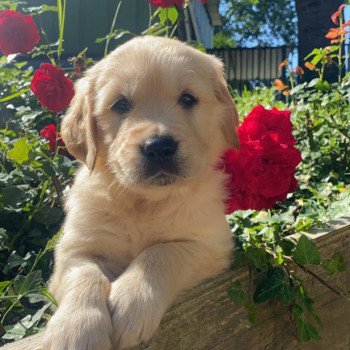 chiot Golden retriever fauve clair 3e chiot (Portée Mazia ❤ Roméo 2022) - Mâle fauve clair élevage du Fond de la Noye