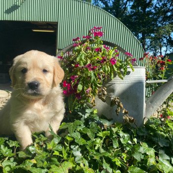 chiot Golden retriever fauve clair 3e chiot (Portée Mazia ❤ Roméo 2022) - Mâle fauve clair élevage du Fond de la Noye