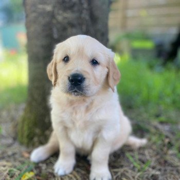 chiot Golden retriever fauve clair 3e chiot (Portée Mazia ❤ Roméo 2022) - Mâle fauve clair élevage du Fond de la Noye chiot Golden retriever fauve clair 3e chiot (Portée Mazia ❤ Roméo 2022) - Mâle fauve clair élevage du Fond de la Noye