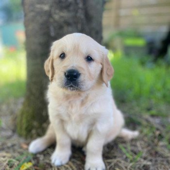 chiot Golden retriever fauve clair 3e chiot (Portée Mazia ❤ Roméo 2022) - Mâle fauve clair élevage du Fond de la Noye