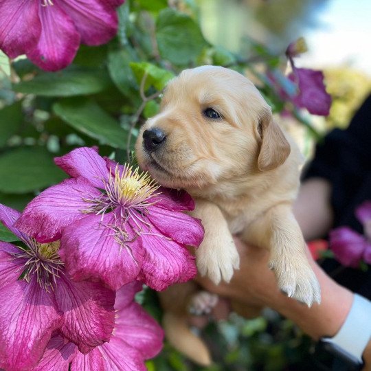 Taïga du Fond de la Noye Femelle Golden retriever