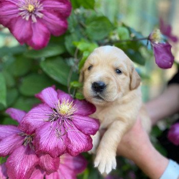 chiot Golden retriever fauve clair 4e chiot (Portée Mazia ❤ Roméo 2022) - Femelle fauve clair élevage du Fond de la Noye