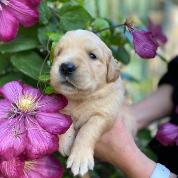 chiot Golden retriever fauve clair 4e chiot (Portée Mazia ❤ Roméo 2022) - Femelle fauve clair élevage du Fond de la Noye