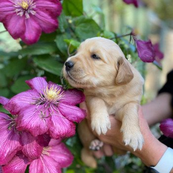 chiot Golden retriever fauve clair 4e chiot (Portée Mazia ❤ Roméo 2022) - Femelle fauve clair élevage du Fond de la Noye