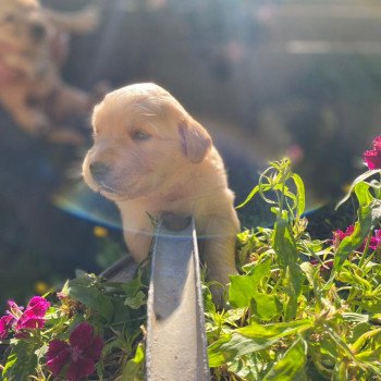 chiot Golden retriever fauve clair 5e chiot (Portée Mazia ❤ Roméo 2022) - Femelle fauve clair élevage du Fond de la Noye chiot Golden retriever fauve clair 5e chiot (Portée Mazia ❤ Roméo 2022) - Femelle fauve clair élevage du Fond de la Noye